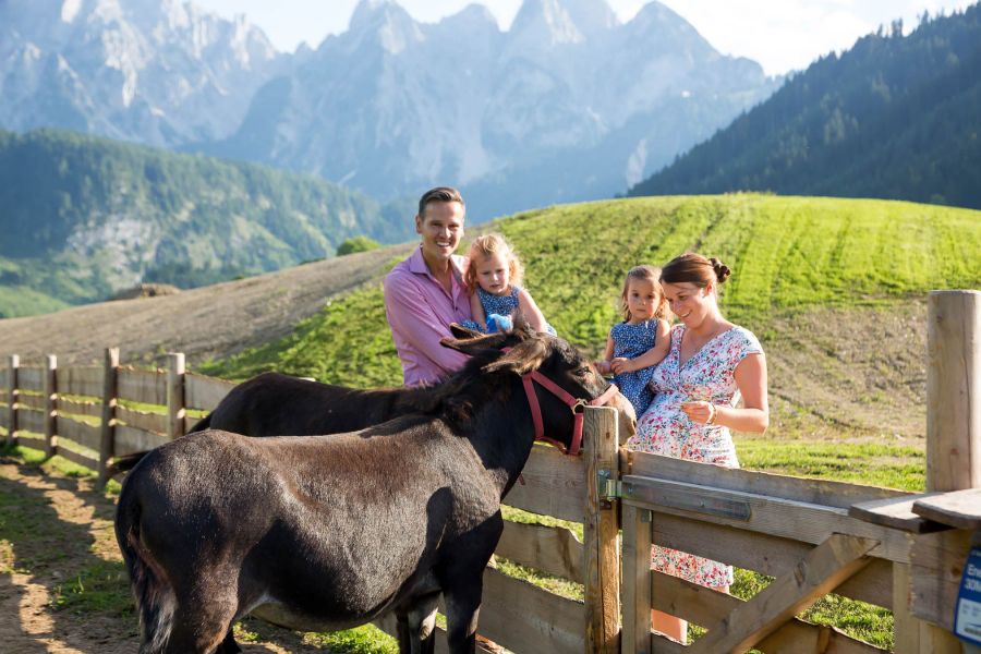 A family with two children stands at a pasture fence petting two brown donkeys. A family with two children stands at a pasture fence petting two brown donkeys.